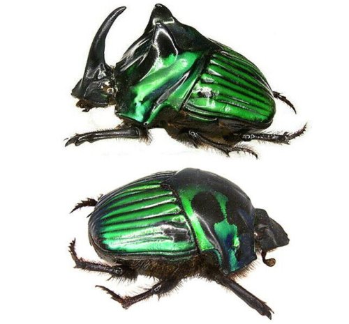 Emerald Dung Beetle Duo Set