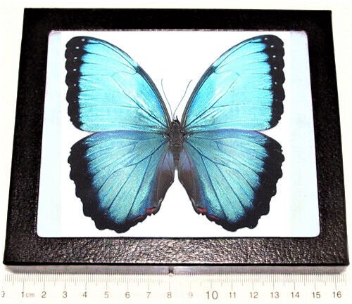 Costa Rican Blue Morpho Butterfly Display