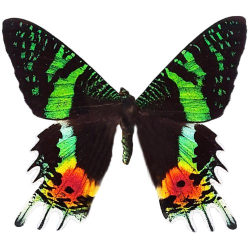 Madagascar Sunset Moth Collectible