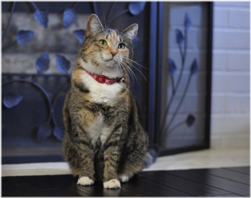 Cozy Kitty Charm Collar