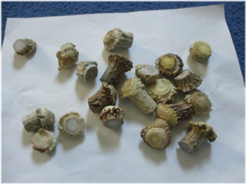 Wilderness Crafters Deer Antler Drawer Pulls