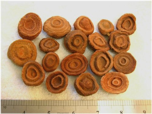 Prehistoric Earth Treasures