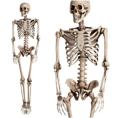 Skeletal Party Prop