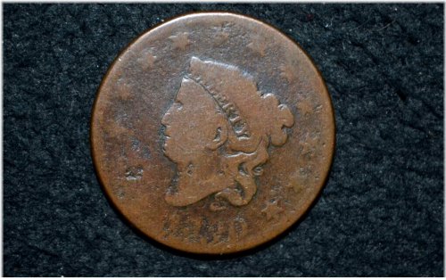 Chestnut Crowned Penny