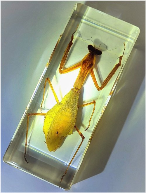 Praying Mantis Encased in Lucite Resin Science Specimen