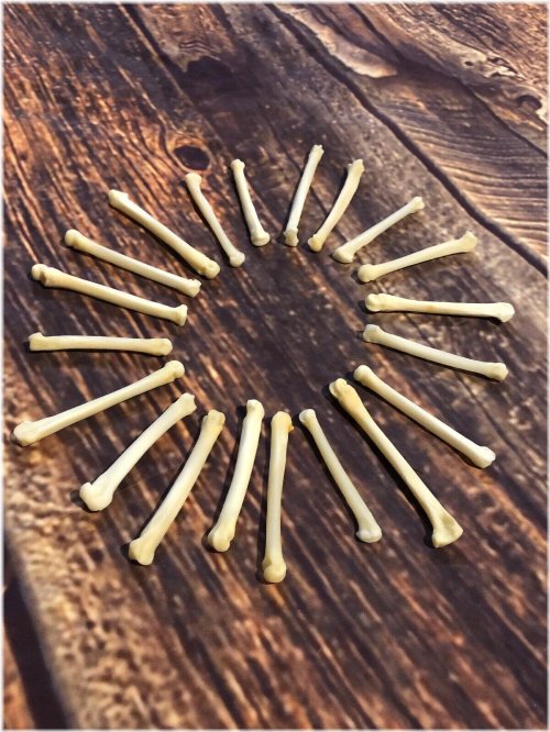 Wild Coyote Claw Collection