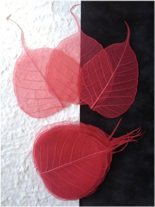 Ruby Banyan Skeleton Leaves