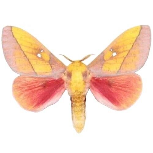 Pink Saturn Moth Specimen