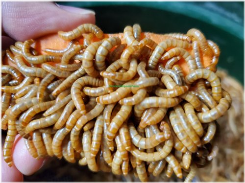 Wiggly Bites - Live Mealworms with Guaranteed Arrival and Free Shipping