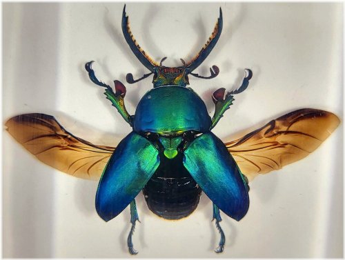 Jewel Stag Beetle Specimen in Lucite Display