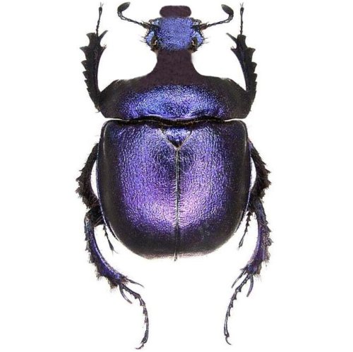 Thai Purple Scarab Beetle Specimen Pack
