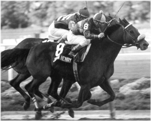 Equine Elegance Photo Print