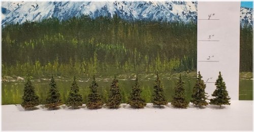 Moose Creek Trees - Fir Pine Trees
