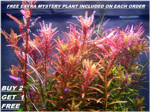 Rotala Rotundifolia RED - Live Aquatic Plant