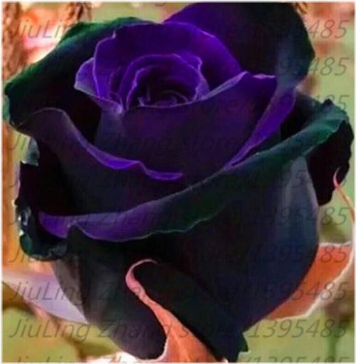 Black Orchid Rose Blend Seeds