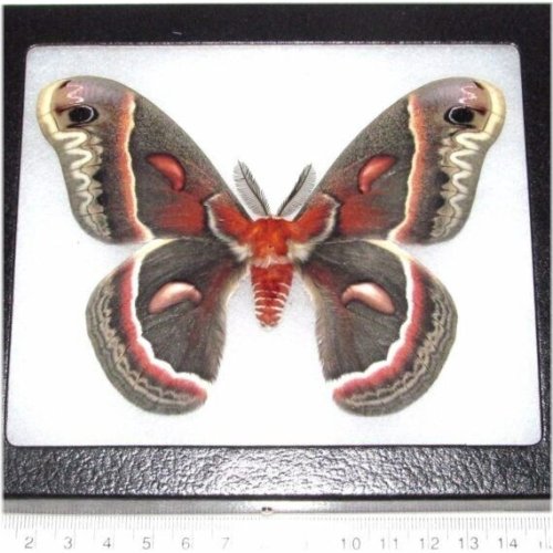 Indiana Red Saturn Moth Male Collectible