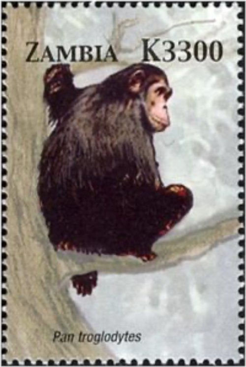 Zambia Chimpanzee Stamp 2005 MNH