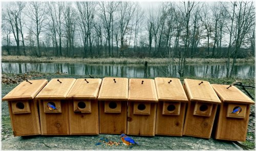 Cedar Bluebird Nesting Boxes