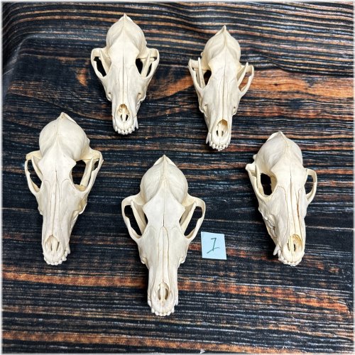 Wild Spirit Skull Collection