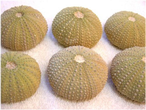 Eocene Sea Urchin Fossil - Fine Detail, Rare Find