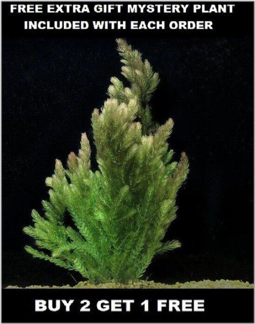 Hornwort Haven