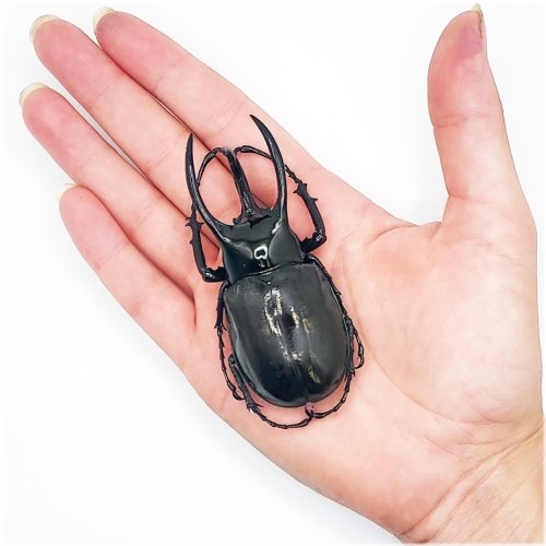 Atlas Beetle Specimen Pack