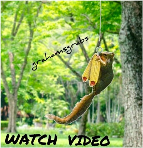 Squirrel Bungee Entertainer