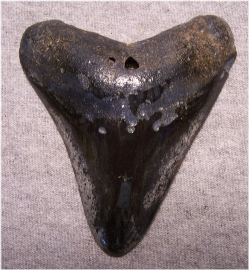 Ancient Megalodon Tooth Discovery