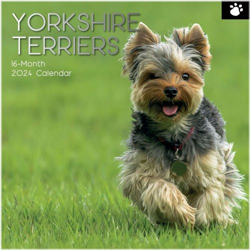Yorkshire Terriers 2024 Wall Calendar