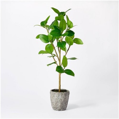 Studio McGee Banyan Tree Potted