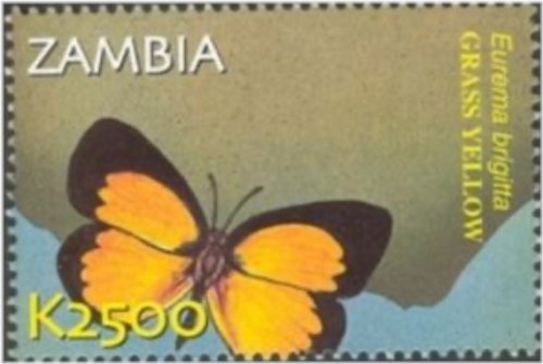 Zambia Butterfly Collection