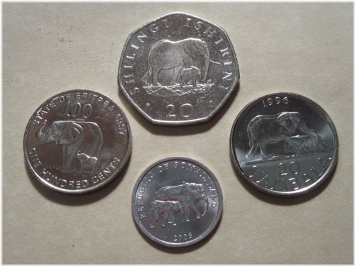 Safari Elephant Coin Collection