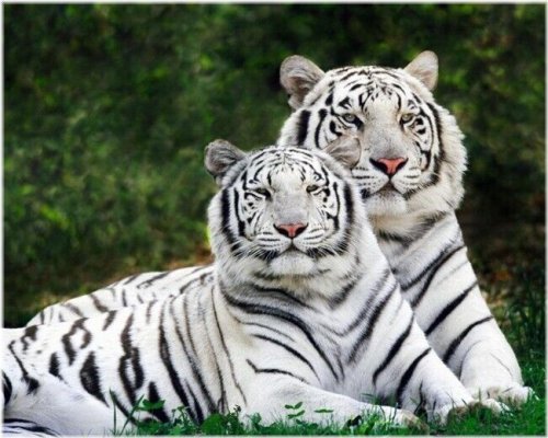 White Bengal Tiger Nature Print