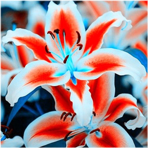 White Citrus Lily Bloom Seed Collection