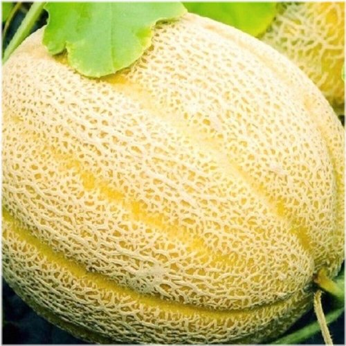 Sunburst Melon Seeds - Heirloom, Fresh, and NON-GMO