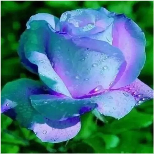 Blue Violet Rose Tea Flower Bush Seeds