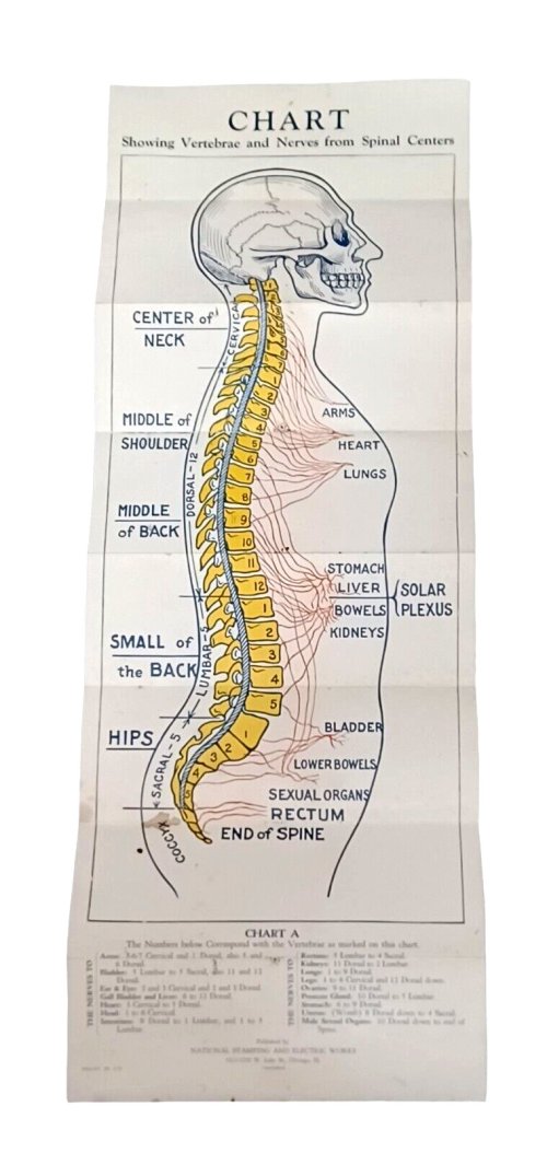 Vintage Medical Spinal Nerves Chart by National Stamping and Electric Works