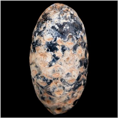 Agate-Replaced Eocene Pine Cone Fossil