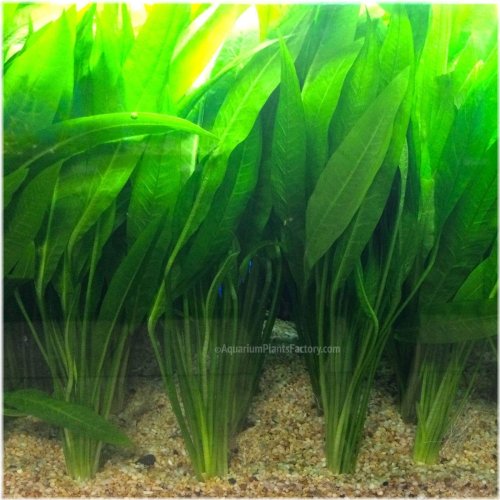 Giant Amazon Sword Mother