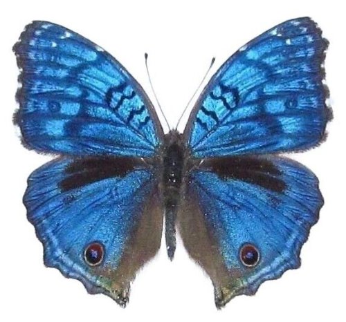 African Blue Buckeye Butterfly Specimen