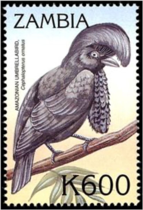 Zambian Avian Treasures