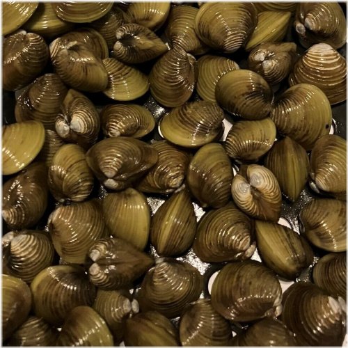 Wild Caught Freshwater Clams for Natural Aquarium Filtration