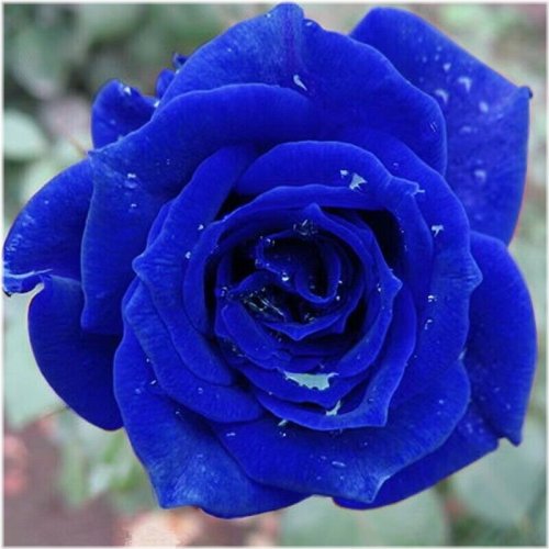 Midnight Sapphire Rose Bush Seeds