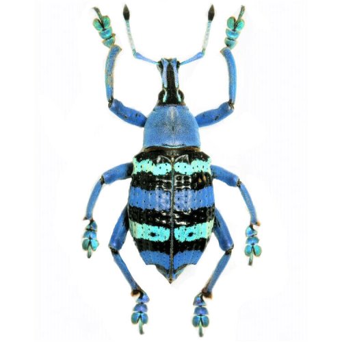 Indonesian Jewel Weevil
