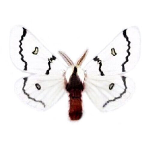 Arizona White Red Sheep Moth Collectible