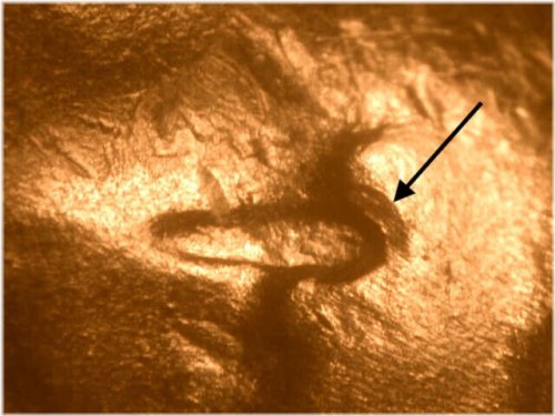 1948D Unlisted Doubled Die Obverse Lincoln Cent #1A