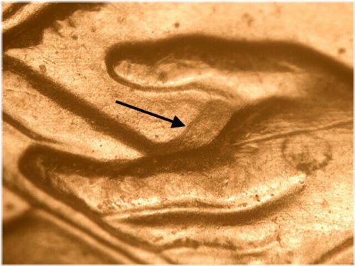 The Unique Lincoln Cent with Notable Doubling