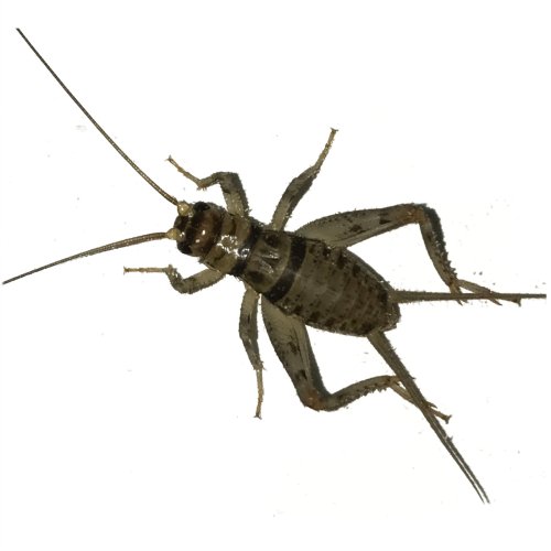 Cricket Haven: Live Banded Crickets for Your Reptile's Delight