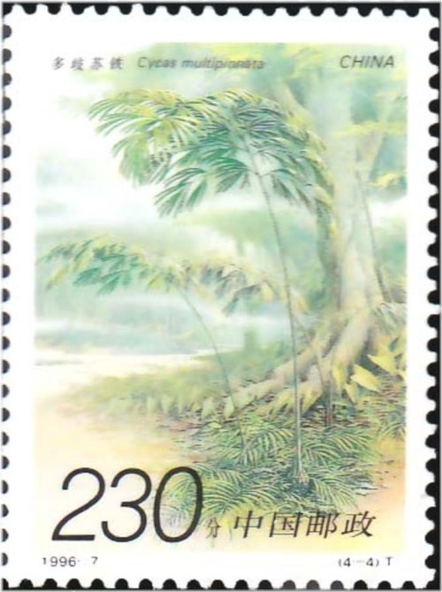 Cycas Plants Multipinnata Stamp