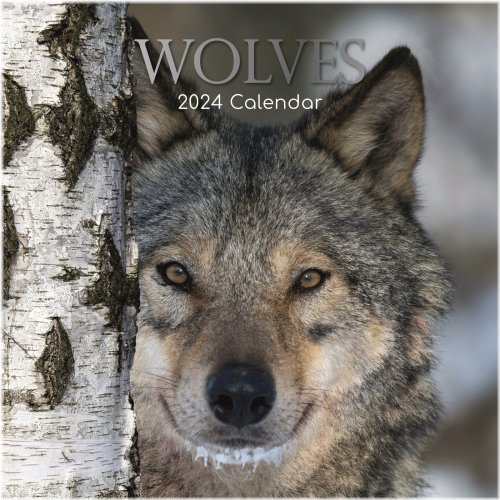Wolf Wilderness 2024 Calendar